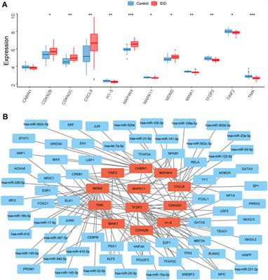 Comprehensive analysis of senescence-related genes and immune infiltration in intervertebral disc degeneration: a meta-data approach utilizing bulk and single-cell RNA sequencing data